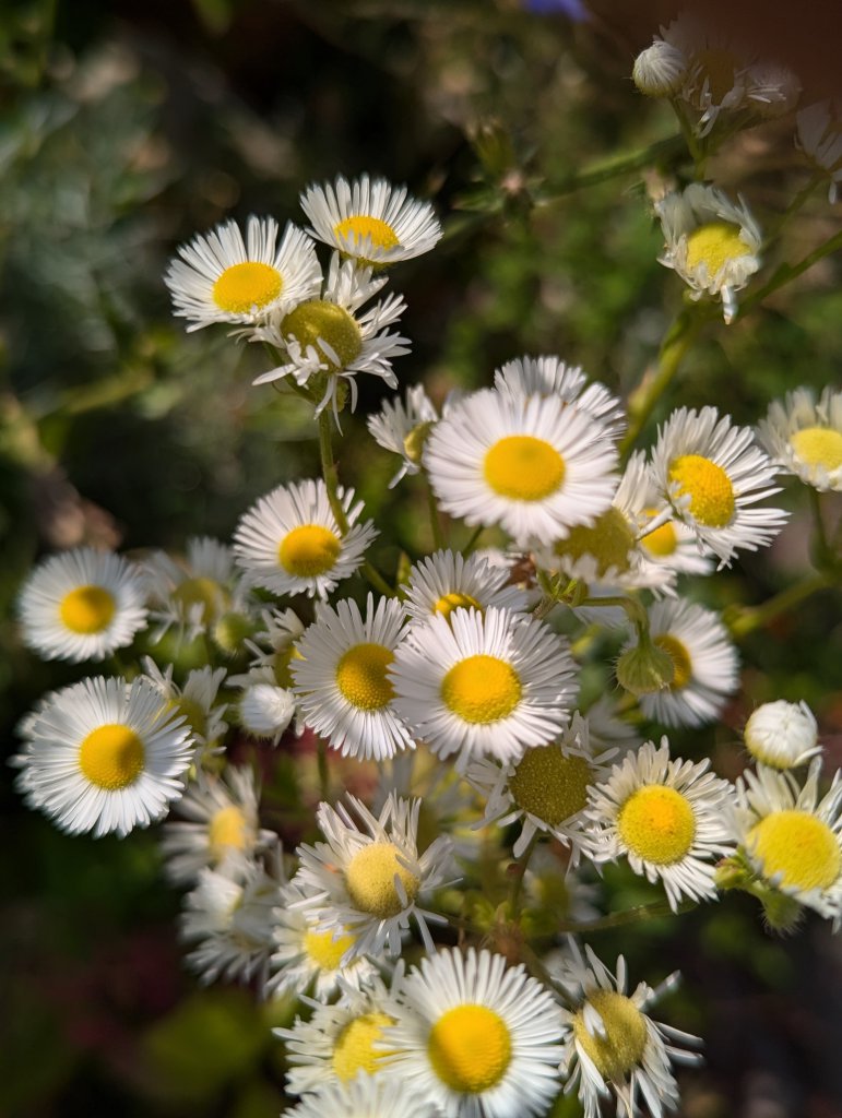 Einjähriges Berufskraut