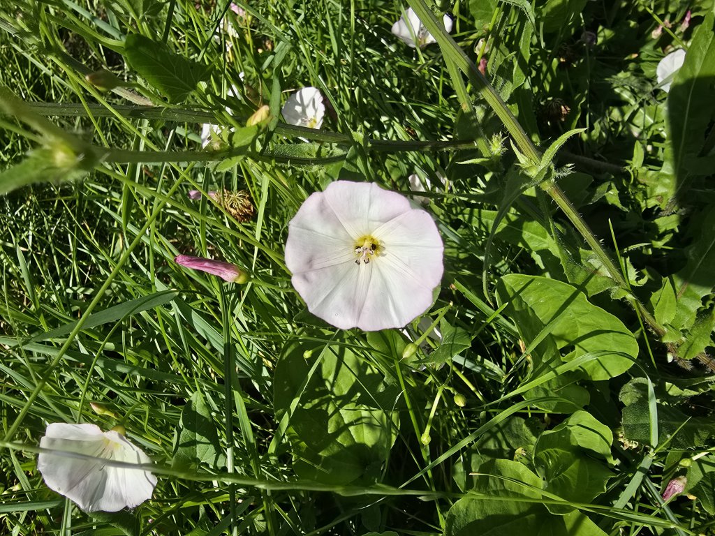 Acker-Winde (Convolvulus arvensis) in Neuensee