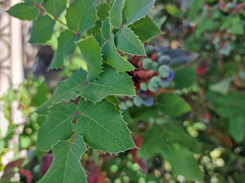 Gewöhnliche Mahonie (Mahonia aquifolium) Raum Kasendorf, Oberfranken