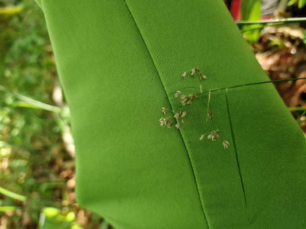 Schmalblättrige Hainsimse
