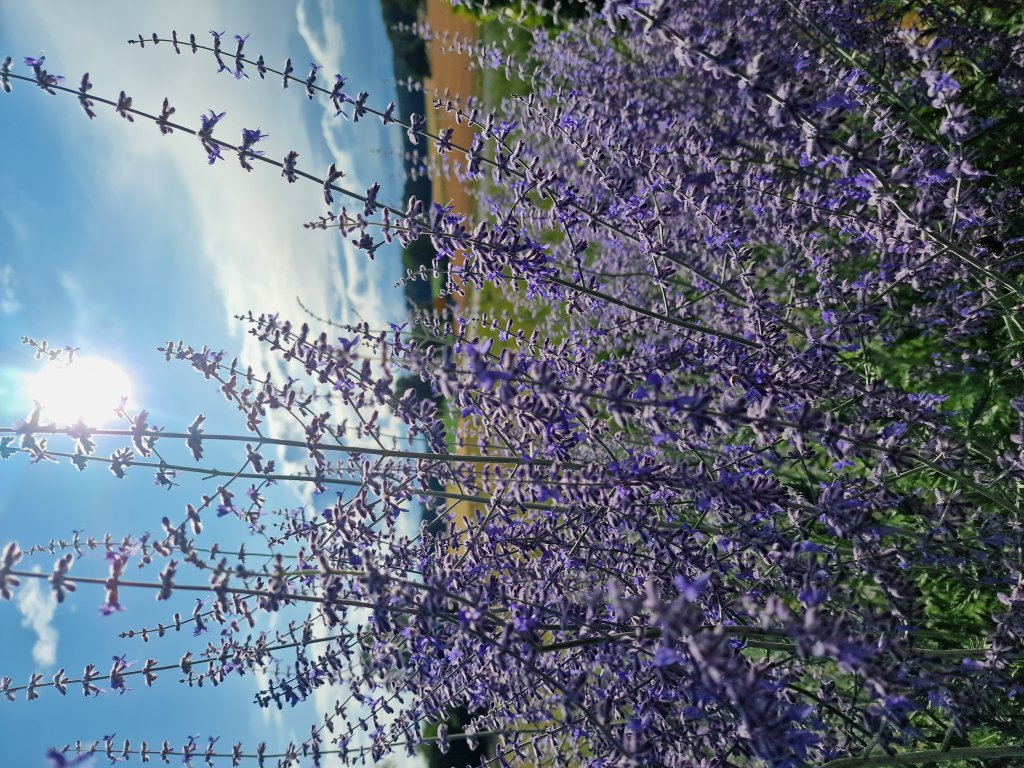 Silber-Perowskie (Perovskia atriplicifolia) in Seubersdorf
