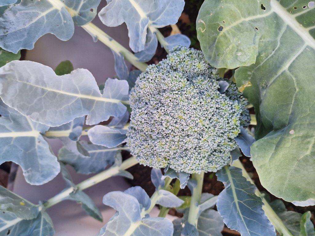 Gemüse-Kohl (Brassica oleracea) in Seubersdorf