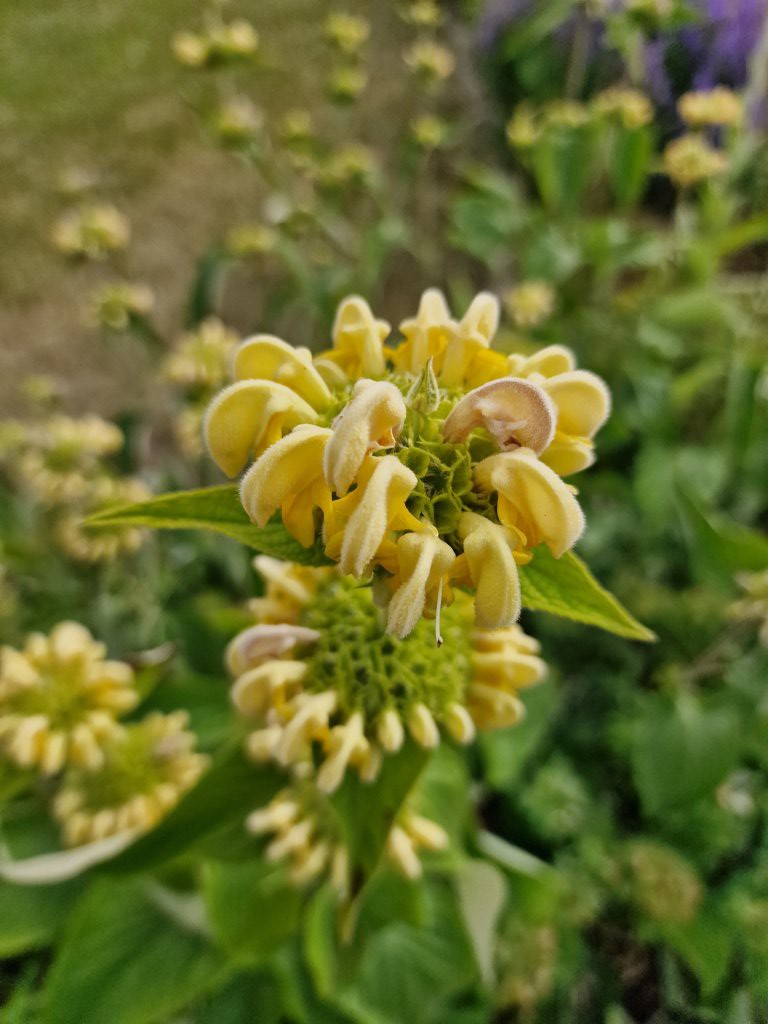 Strauchiges Brandkraut (Phlomis fruticosa) Raum Kasendorf, Oberfranken