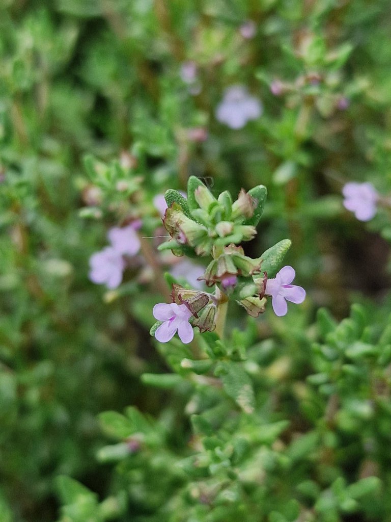 Echter Thymian (Thymus vulgaris) nahe Seubersdorf