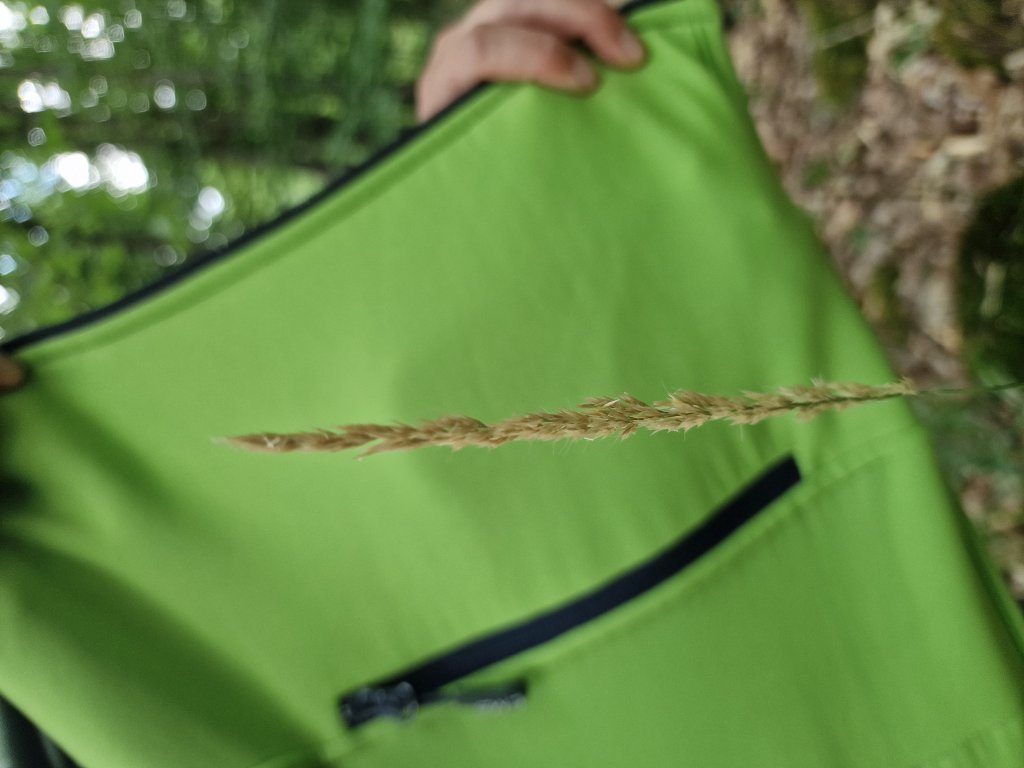 Sand-Reitgras (Calamagrostis epigejos) Raum Kasendorf, Oberfranken