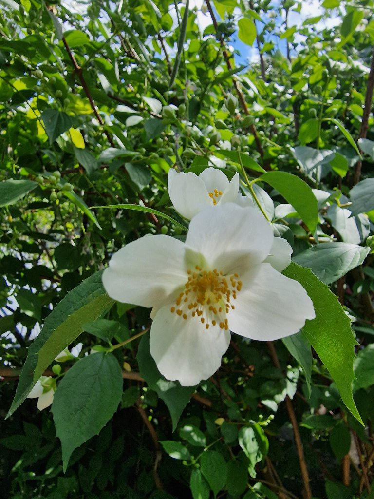 Falscher Jasmin (Philadelphus coronarius) Raum Kasendorf, Oberfranken