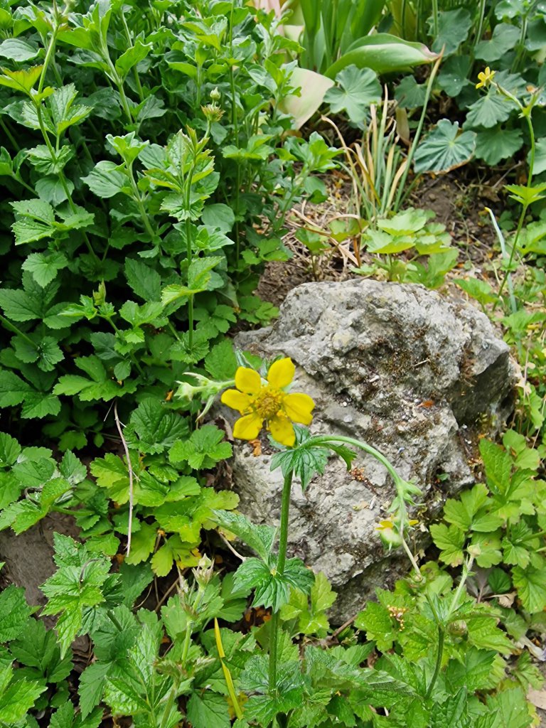 Echte Nelkenwurz (Geum urbanum) nahe Seubersdorf