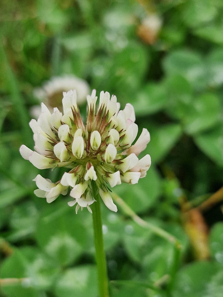 Weiß-Klee (Trifolium repens) nahe Seubersdorf