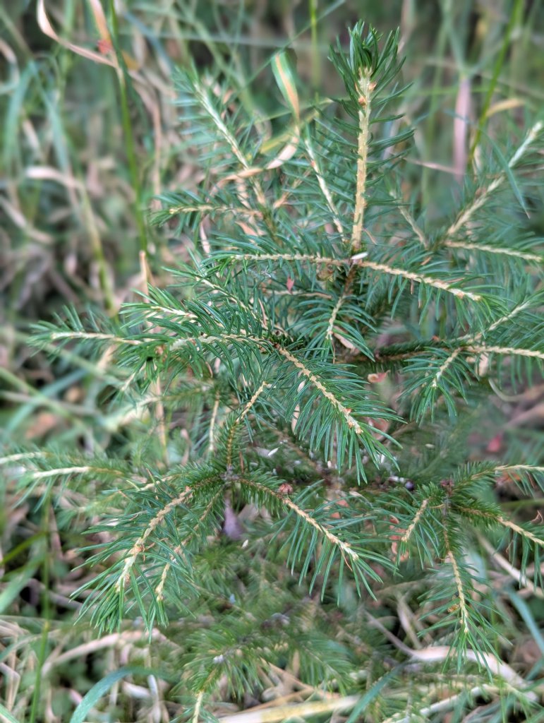 Gemeine Fichte (Picea abies) in Weidach