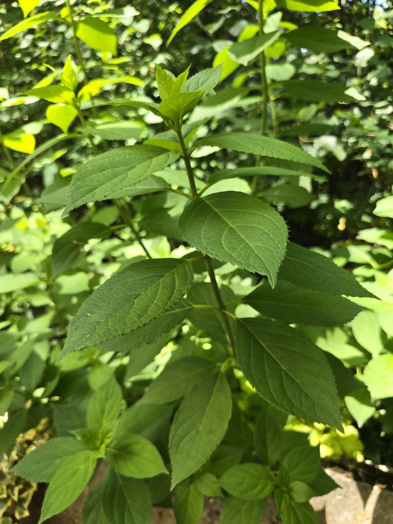 Rispen-Hortensie (Hydrangea paniculata) Raum Kasendorf, Oberfranken