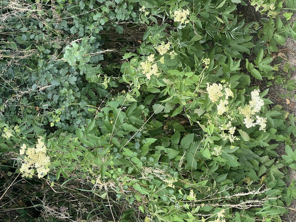 Echtes Mädesüß (Filipendula ulmaria) in Döllnitz