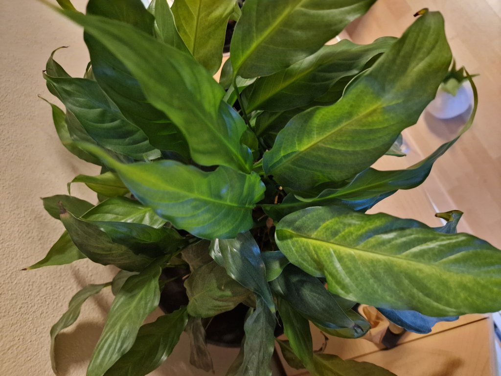 Peace lily (Spathiphyllum) in Seubersdorf