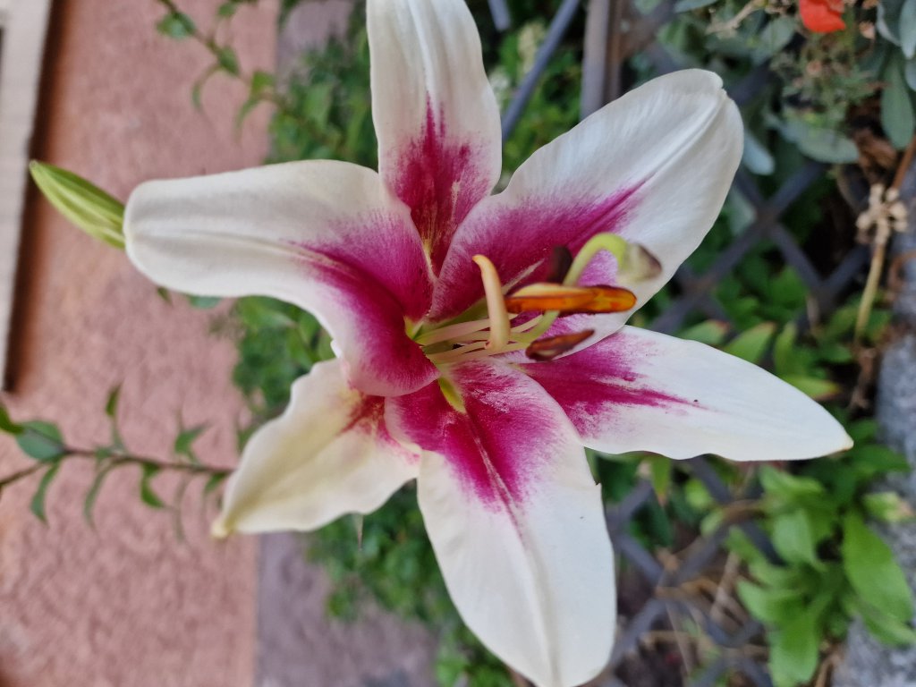 Königs-Lilie (Lilium regale) in Seubersdorf