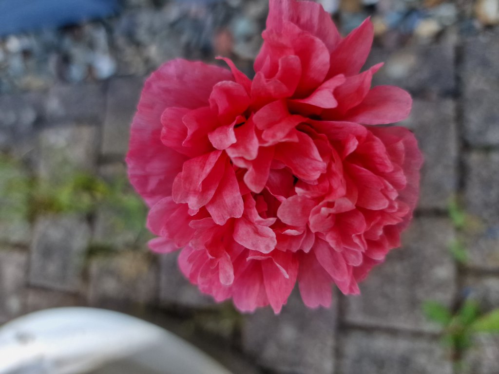 Schlafmohn (Papaver somniferum) Raum Kasendorf, Oberfranken