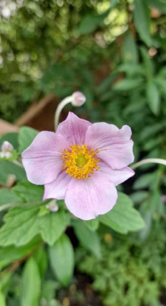 Herbst-Anemone (Anemone hupehensis) Raum Kasendorf, Oberfranken