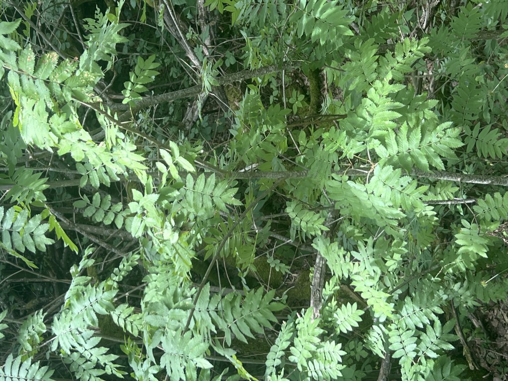 Eberesche (Sorbus aucuparia) in Döllnitz