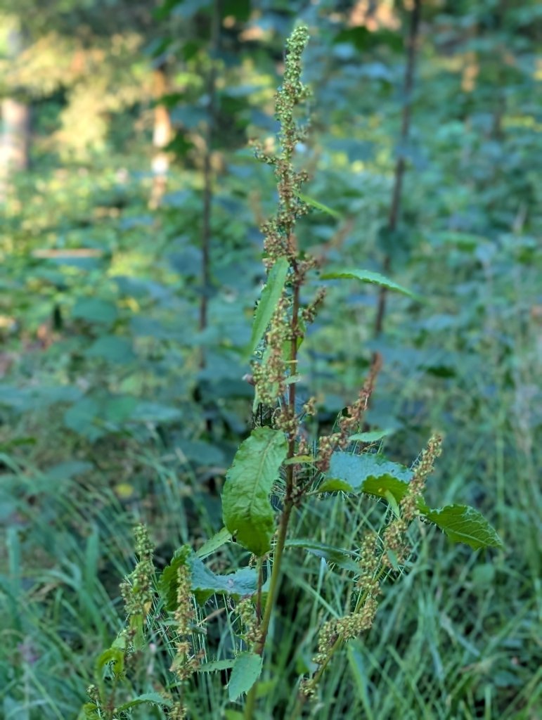 Stumpfblättriger Ampfer (Rumex obtusifolius) in Weidach