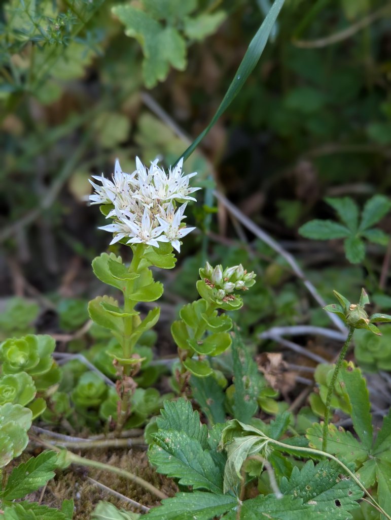 Kaukasus-Asienfetthenne (Sedum spurium) in Weidach