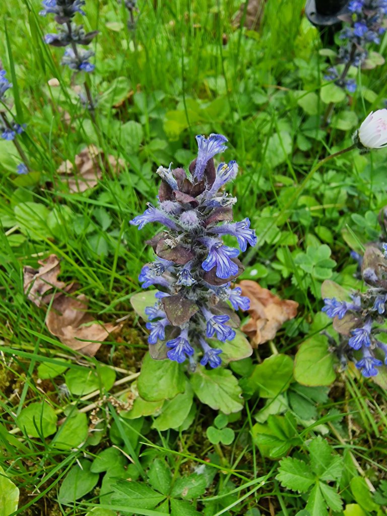Kriechender Günsel (Ajuga reptans) nahe Seubersdorf