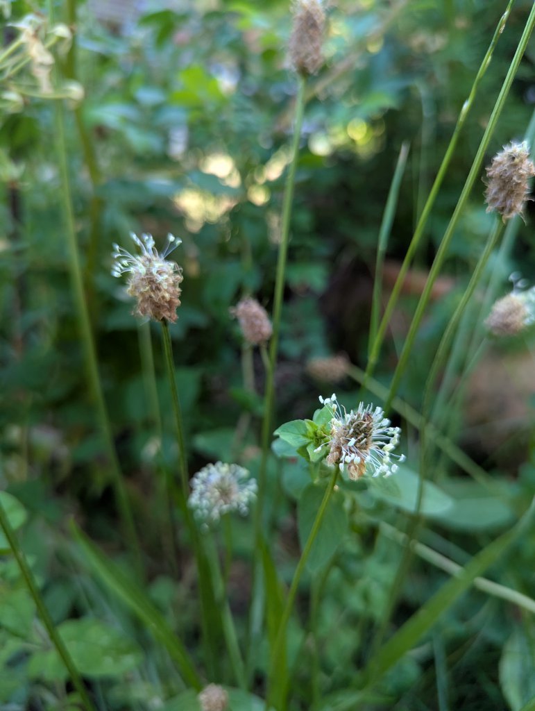 Spitz-Wegerich (Plantago lanceolata) in Weidach