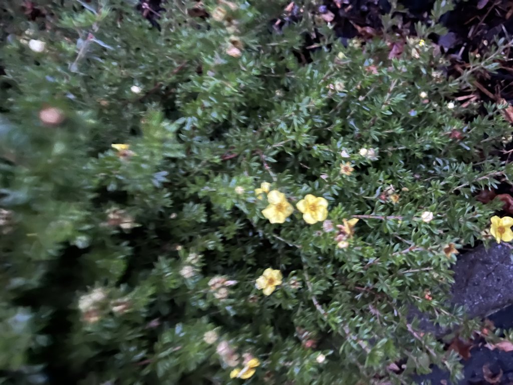 Fingerstrauch (Potentilla fruticosa) in Döllnitz