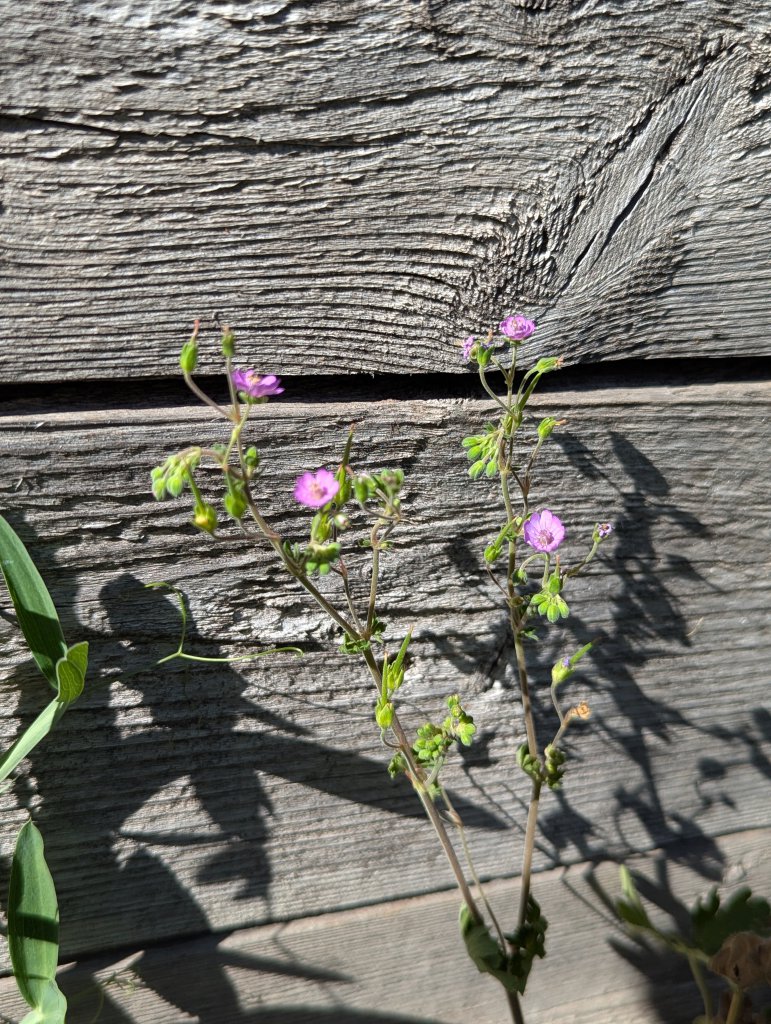 Pyrenäen-Storchschnabel (Geranium pyrenaicum) in Weidach