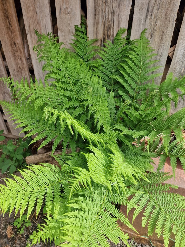 Gewöhnlicher Frauenfarn (Athyrium filix-femina) nahe Berndorf