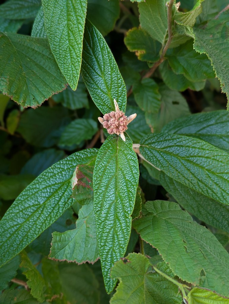 Runzelblättriger Schneeball (Viburnum rhytidophyllum) in Weidach
