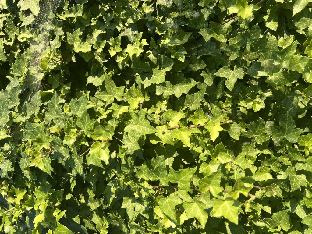 Efeu (Hedera helix) Raum Kasendorf, Oberfranken