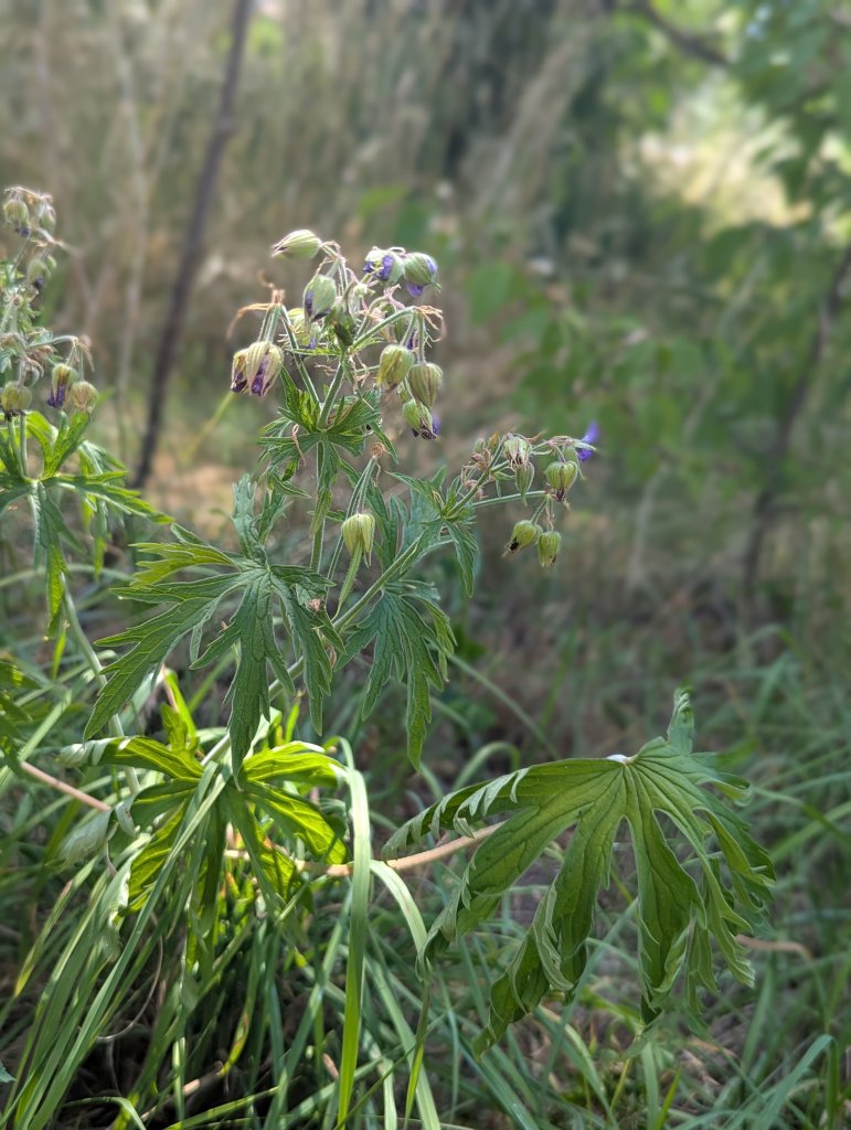 Wiesen-Storchschnabel (Geranium pratense) in Weidach