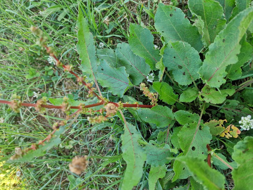 Stumpfblättriger Ampfer (Rumex obtusifolius) in Seubersdorf