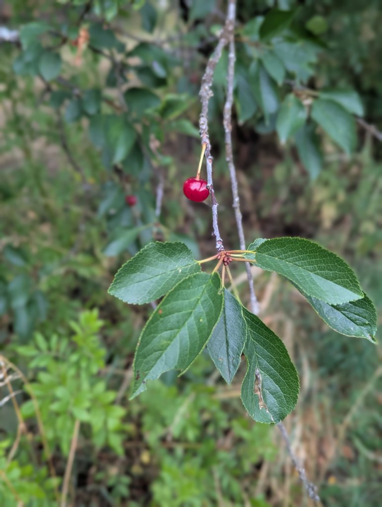 Sauerkirsche (Prunus cerasus) in Weidach