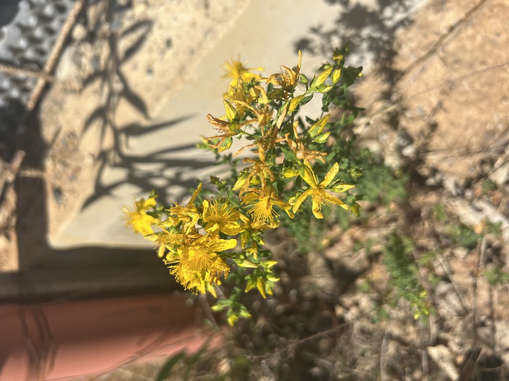 Tüpfel-Hartheu (Hypericum perforatum) in Döllnitz