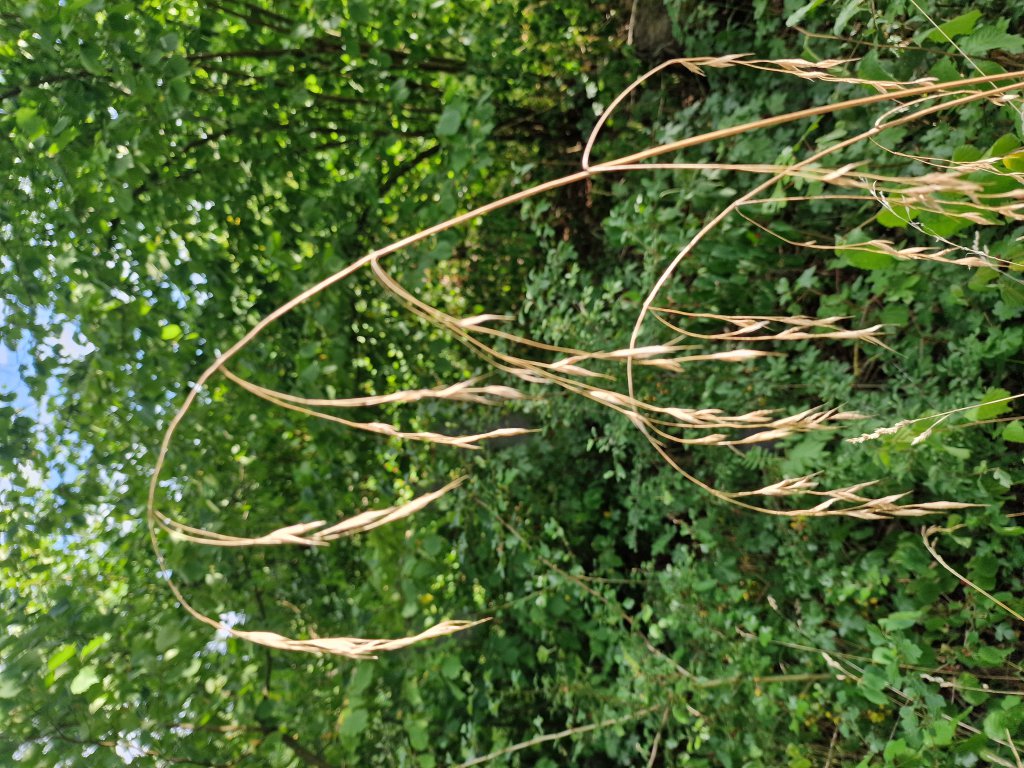 Wald-trespe (Bromus ramosus) Raum Kasendorf, Oberfranken