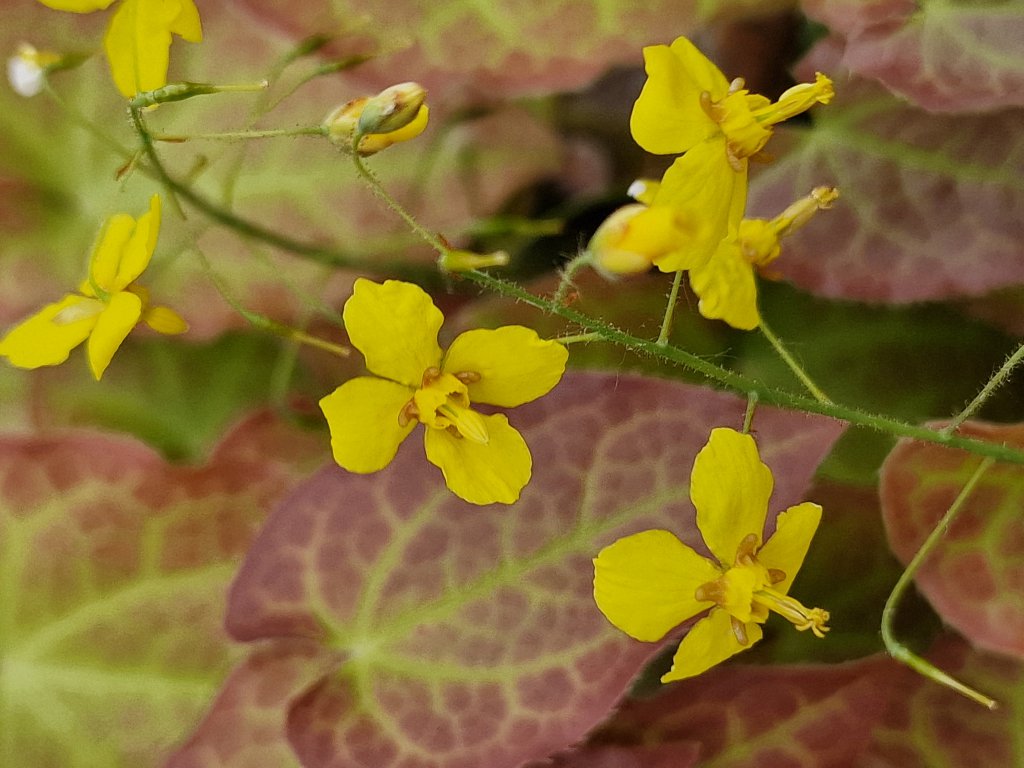 Gefiederte Sockenblume (Epimedium pinnatum subsp. colchicum) nahe Seubersdorf