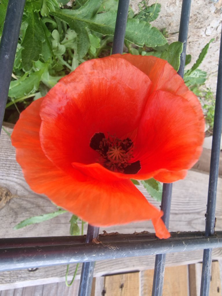 Klatsch-Mohn (Papaver rhoeas) nahe Seubersdorf