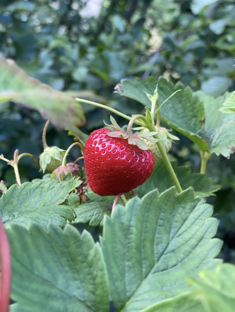 Wald-Erdbeere (Fragaria vesca) Raum Kasendorf, Oberfranken