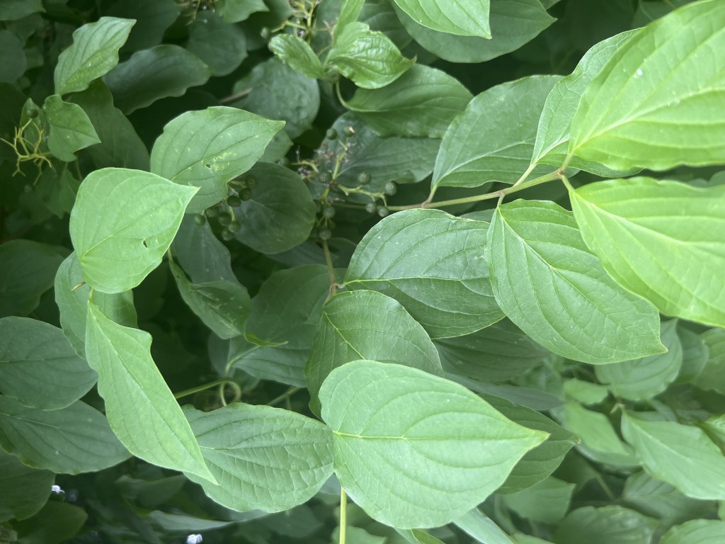 Blutroter Hartriegel (Cornus sanguinea) in Döllnitz