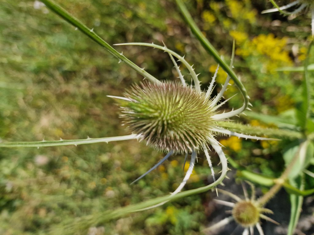 Weber-Karde (Dipsacus fullonum) in Seubersdorf