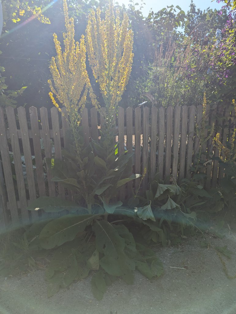 Flockige Königskerze