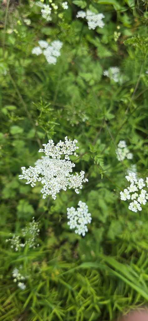 Betäubender Kälberkropf (Chaerophyllum temulum) nahe Lopp