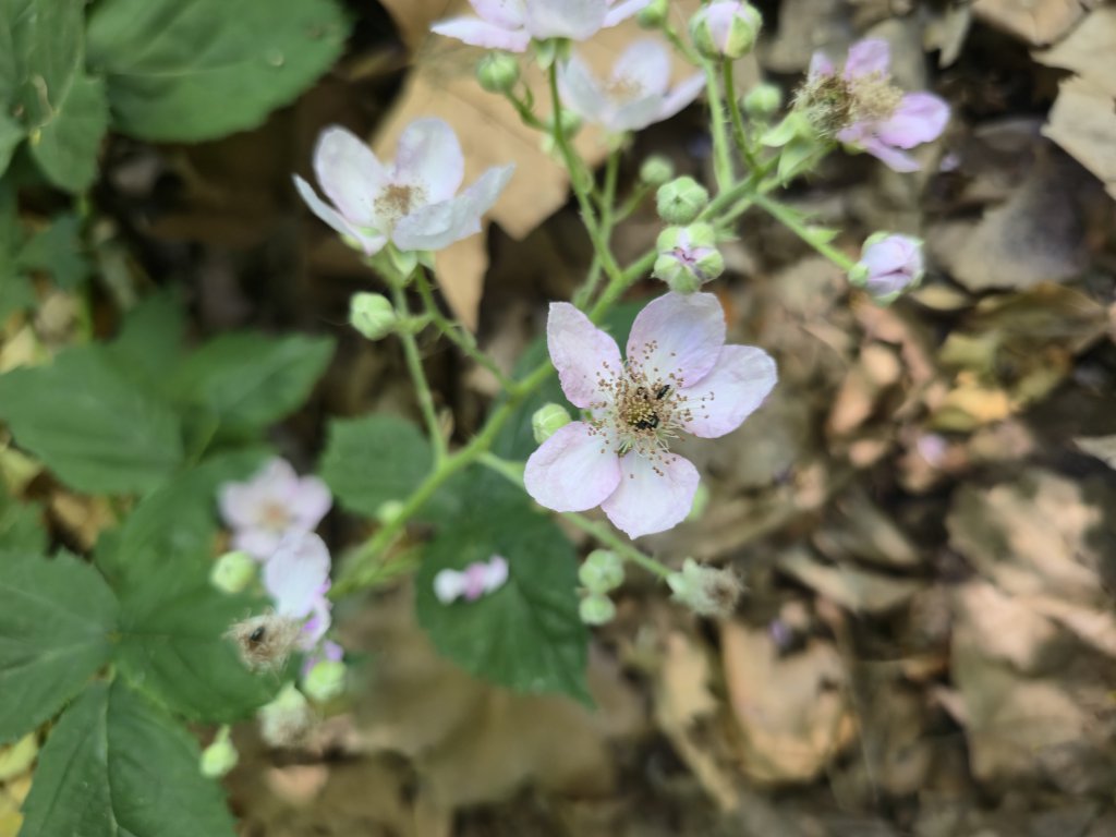 Brombeere (Rubus fruticosus agg.) nahe Wohlbach