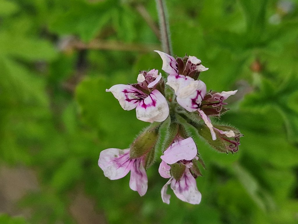 Duft-Pelargonie (Pelargonium (Duft-Pelargonien Gruppe)) Raum Kasendorf, Oberfranken