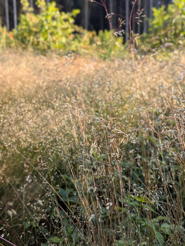 Draht-Schmiele (Deschampsia flexuosa) in Weidach Callenberger Forst