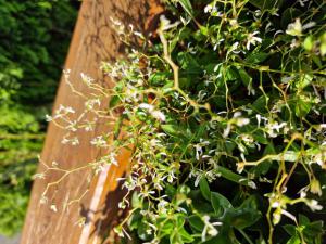 Graceful sandmat (Euphorbia nutans) in Seubersdorf
