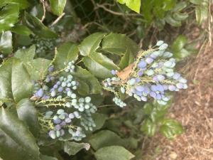 Gewöhnliche Mahonie (Mahonia aquifolium) in Döllnitz