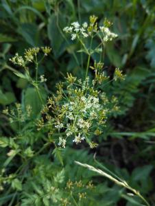 Wiesen-Kerbel (Anthriscus sylvestris) in Weidach