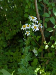 Gewöhnliche Straußmargarite (Argyranthemum frutescens) Raum Kasendorf, Oberfranken
