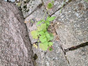 Echte Nelkenwurz Raum Kasendorf