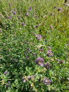 Luzerne (Medicago sativa) in Seubersdorf